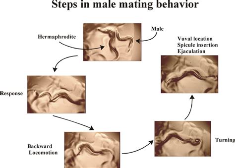 mating press sexual position|Mating press .